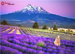 [HCM] Tour Nhật Bản Khám Phá Hokkaido Mùa Hè 2026